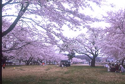 ���㎩�q���D�����Ԓn��������̖���