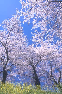 �����O�̊ۓ����ŎB�e