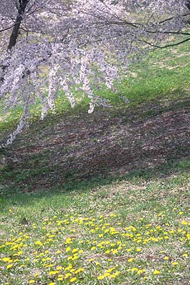 ���z�̑��͐Â��ȉԌ����y���߂�