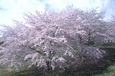 ���z�̑��͐Â��ȉԌ����y���߂�