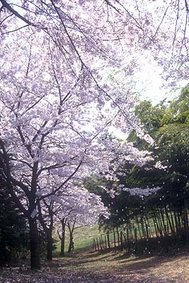 ���z�̑��͐Â��ȉԌ����y���߂�