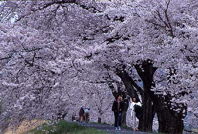 �ēc�勴�����̌Ö؁B�}�U�肪�f���炵���Ö؁B