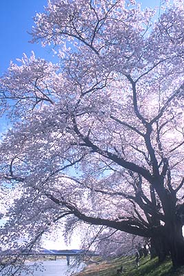 ������������㗬���牺�������B�e