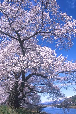 ������������㗬����̈�ڐ�{��