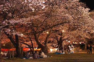 公園三の丸の夜桜