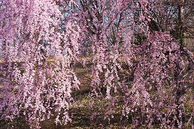 公園駐車場の枝垂れ桜