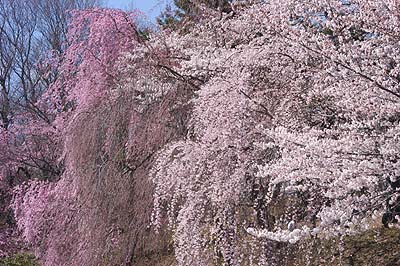 公園駐車場脇の枝垂桜