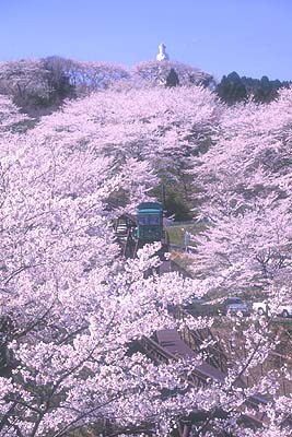 桜のトンネルを走るスロープカー