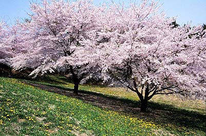 ���z�̑��͐Â��ȉԌ����y���߂�