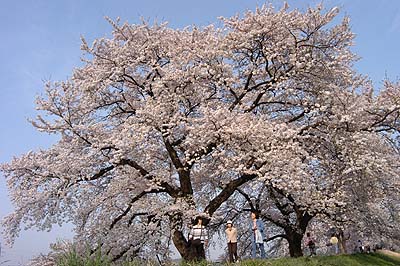 �ēc�勴�����̌Ö؁B�}�U�肪�f���炵���Ö؁B