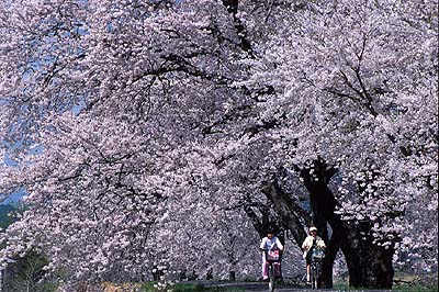 �ēc�勴�����̌Ö؁B�}�U�肪�f���炵���Ö؁B