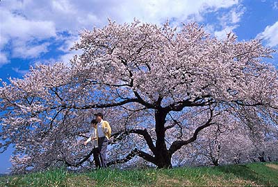 �ēc�勴�����̌Ö؁B�}�U�肪�f���炵���Ö؁B