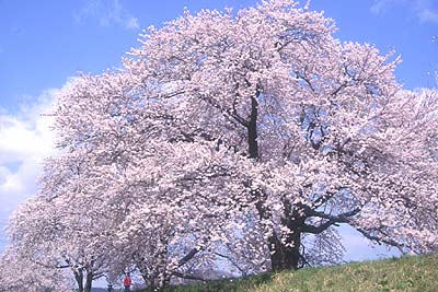 �ēc�勴�����̌Ö؁B�}�U�肪�f���炵���Ö؁B