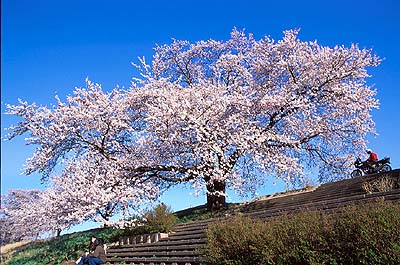 �ēc�勴�����̌Ö؁B�}�U�肪�f���炵���Ö؁B