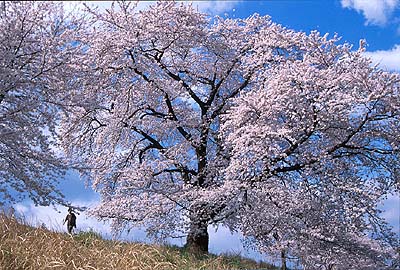 �ēc�勴�����̌Ö؁B�}�U�肪�f���炵���Ö؁B